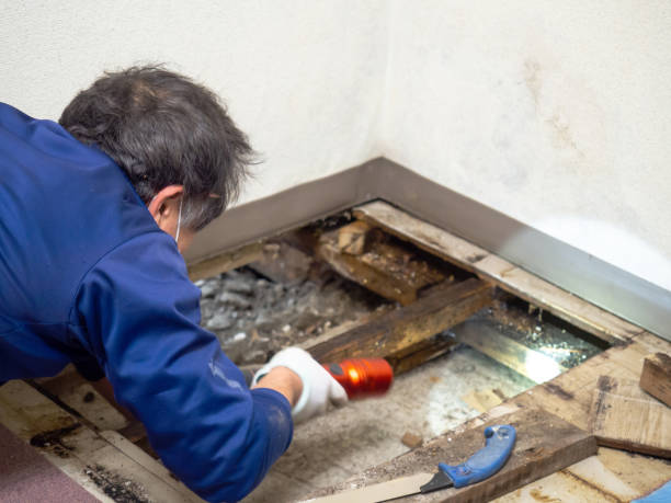 Best Local Mold Removal Service  in Fredonia, WI