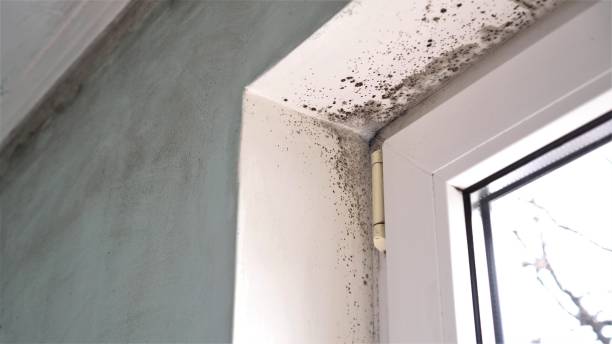 Best Toxic Mold Removal  in Fredonia, WI