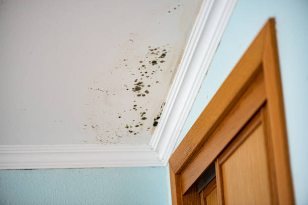 Attic Mold Removal in Fredonia, WI