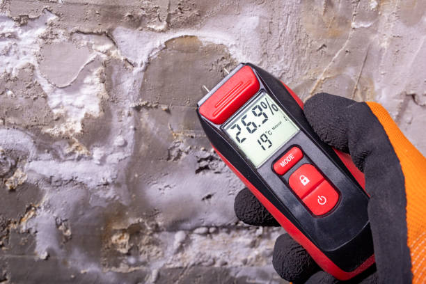 Best Best Mold Removal Companies  in Fredonia, WI