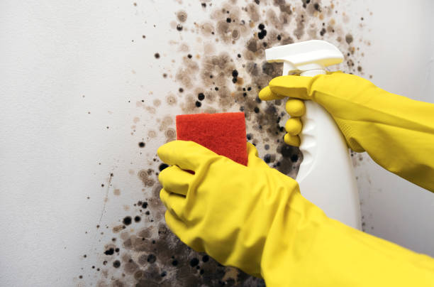Best Fast Mold Removal  in Fredonia, WI