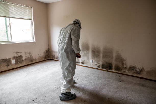 Best Mold Removal Near Me  in Fredonia, WI