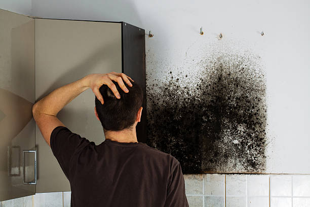 Best Professional Mold Removal  in Fredonia, WI