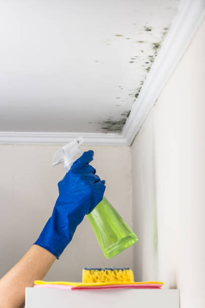 Best Mold Removal Specialists  in Fredonia, WI