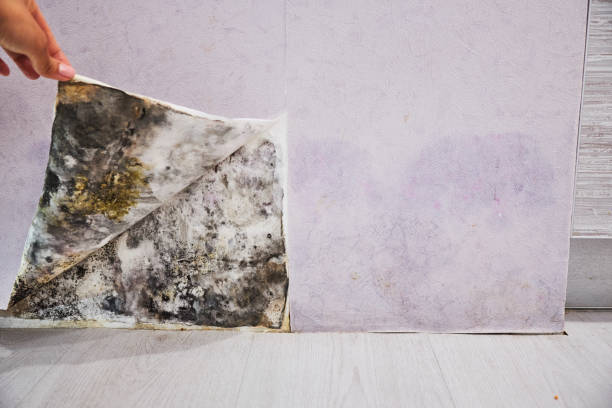 Best Black Mold Removal  in Fredonia, WI